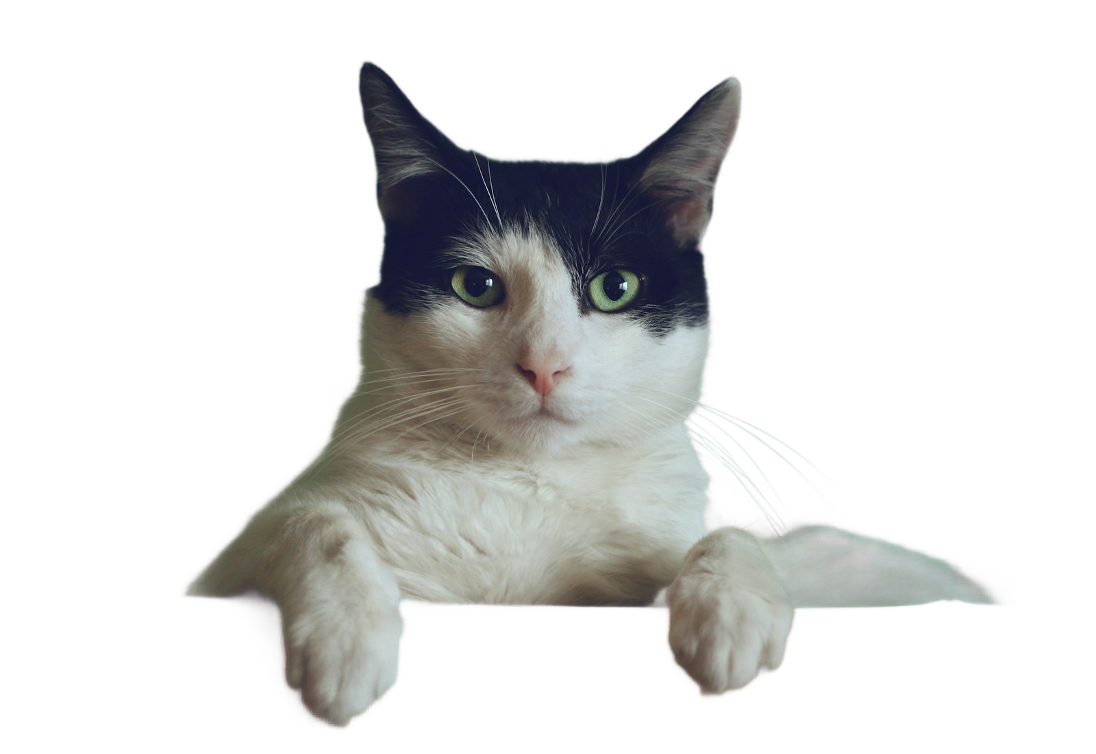 Chat domestique — détouré, fond transparent